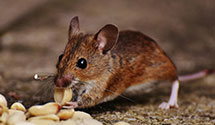 24 Hour & Emergency Exterminators in High Point University, NC